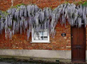 flowering vines for shade