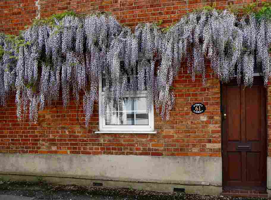 16 Best Flowering Vines That Flourish in Shade