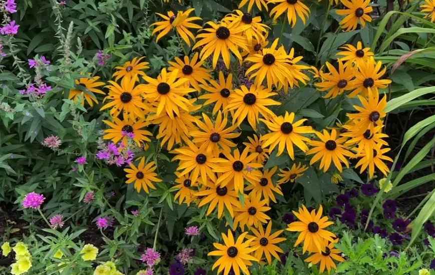 Lavender companion plants (black eyed susan)