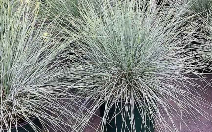 Lavender companion plants (blue fescue)