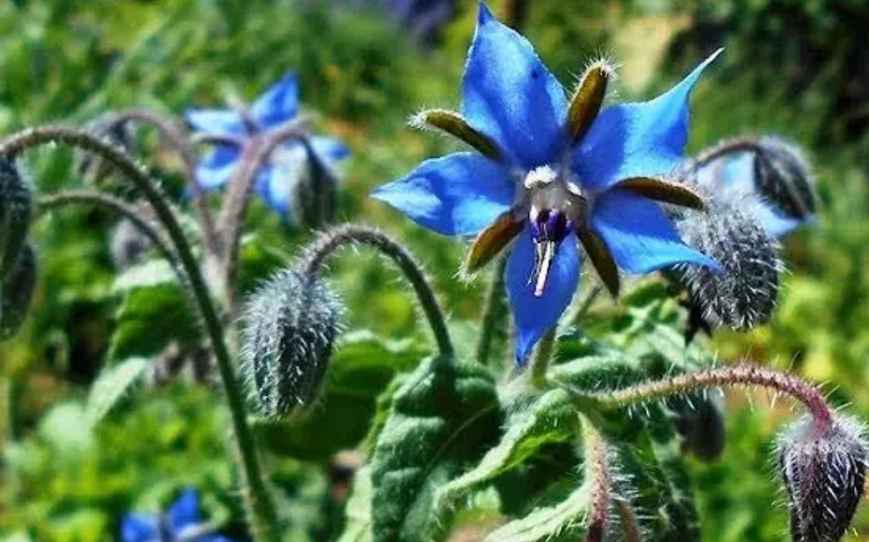 Borago officinalis