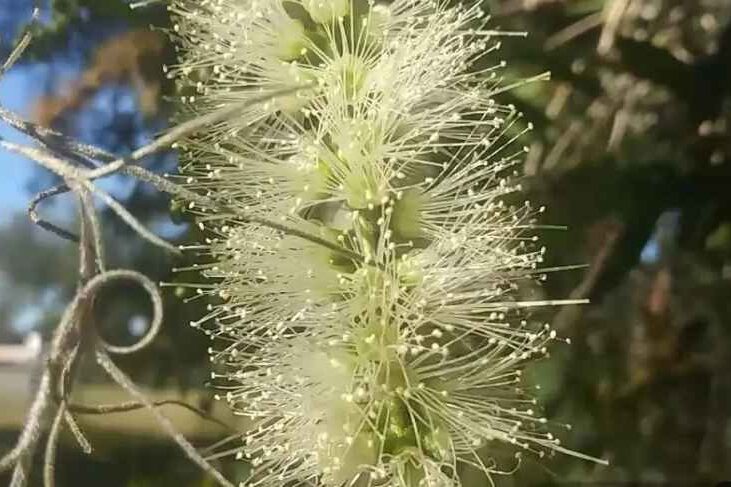 White flowering trees (bottle brush)