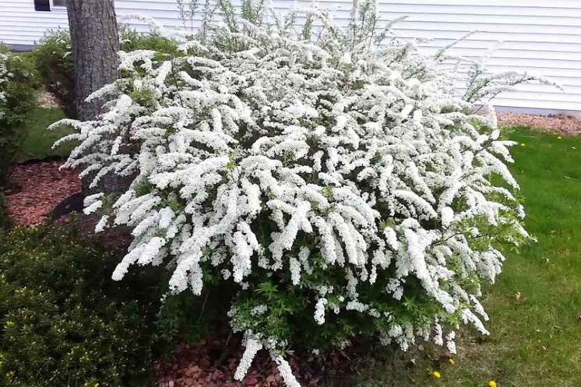  White flowering trees (bridalwreath)