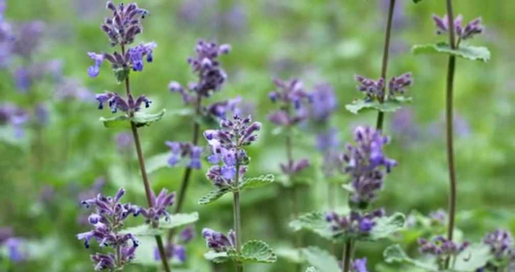 Purple flowering catnip