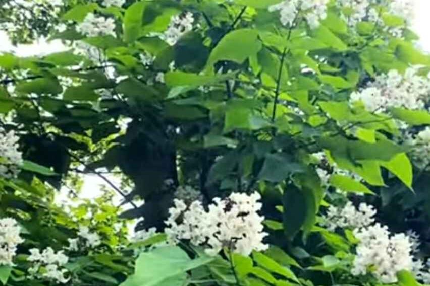 White flowering trees (catalpa)