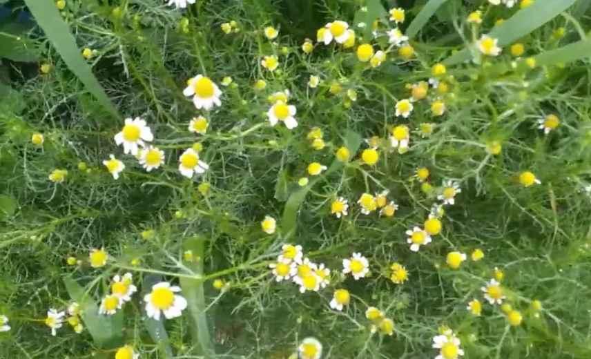 Chamomile