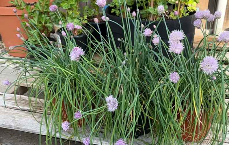 Purple flowering chives