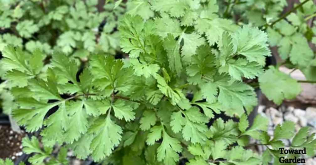 Herbs That Grow Well in Shade (cilantro)