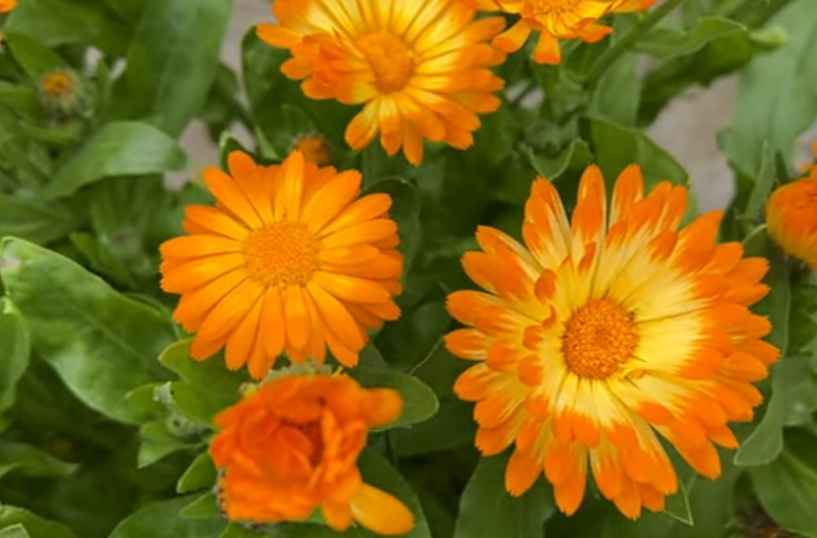 Calendula