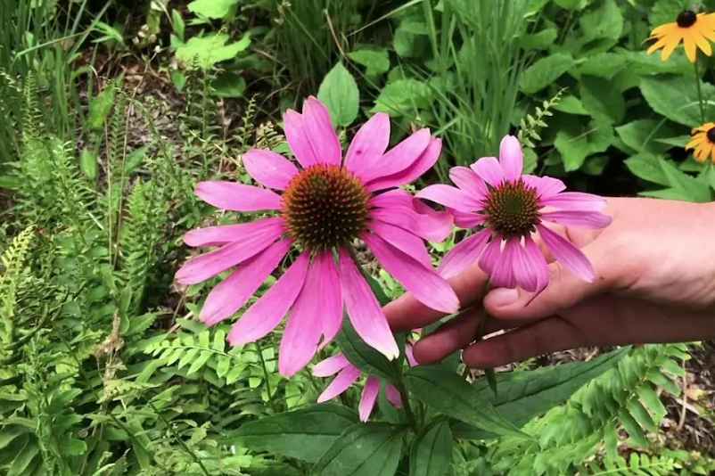 Purple Coneflower 