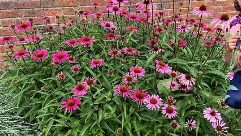 Lavender companion plants (coneflower)