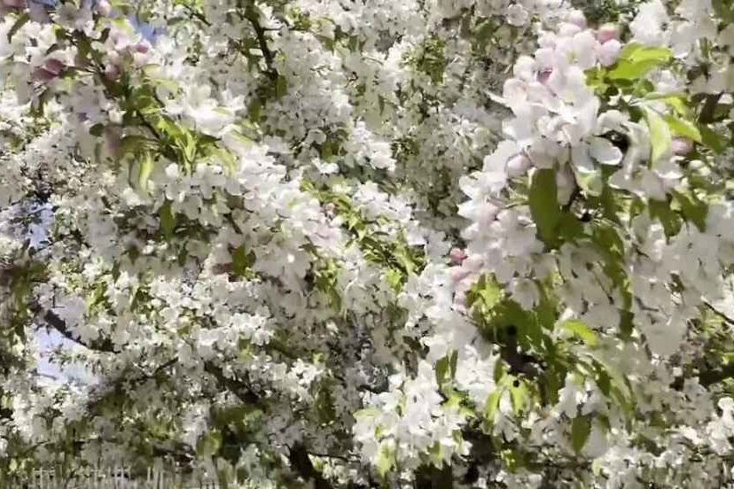 White flowering trees (crabapple)