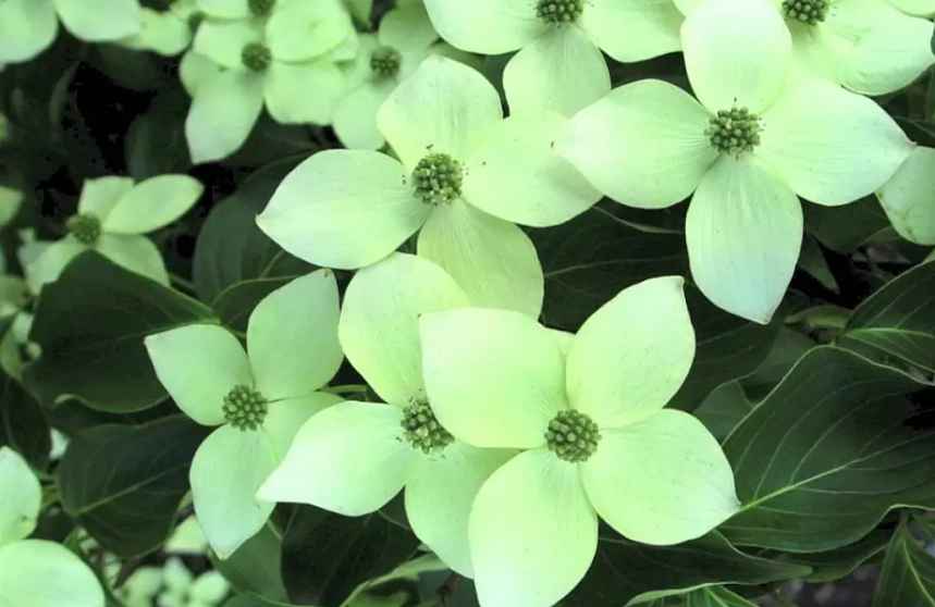 White flowering dogwood