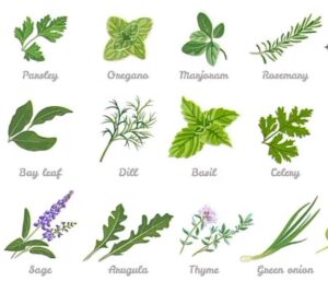 Herbs That Grow Well in Shade