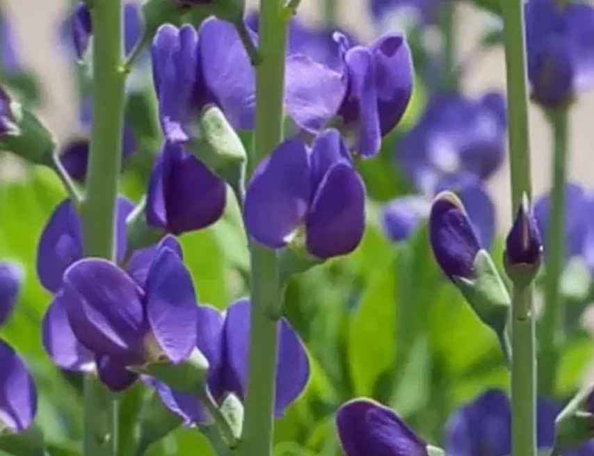 21 Beautiful Herbs with Purple Flowers for Your Garden!