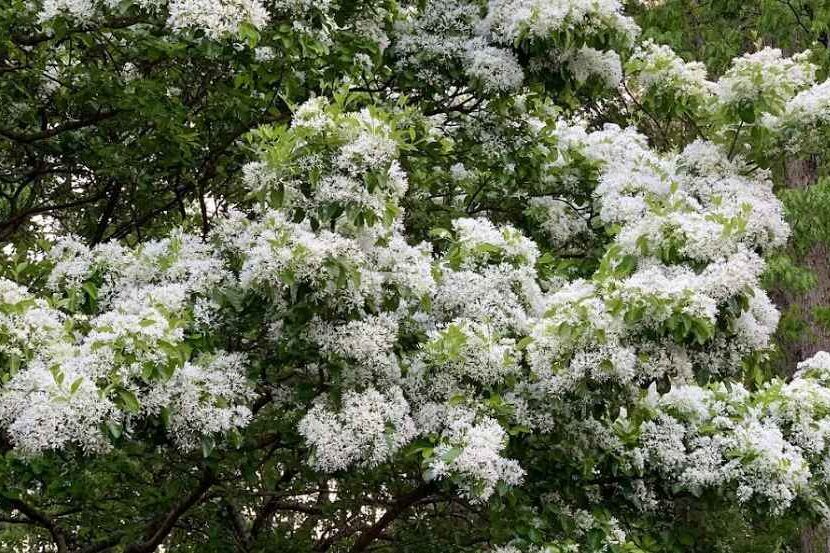 White flowering trees (fringe tree)