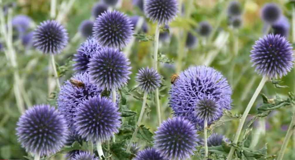 Lavender companion plants (globe thistle)