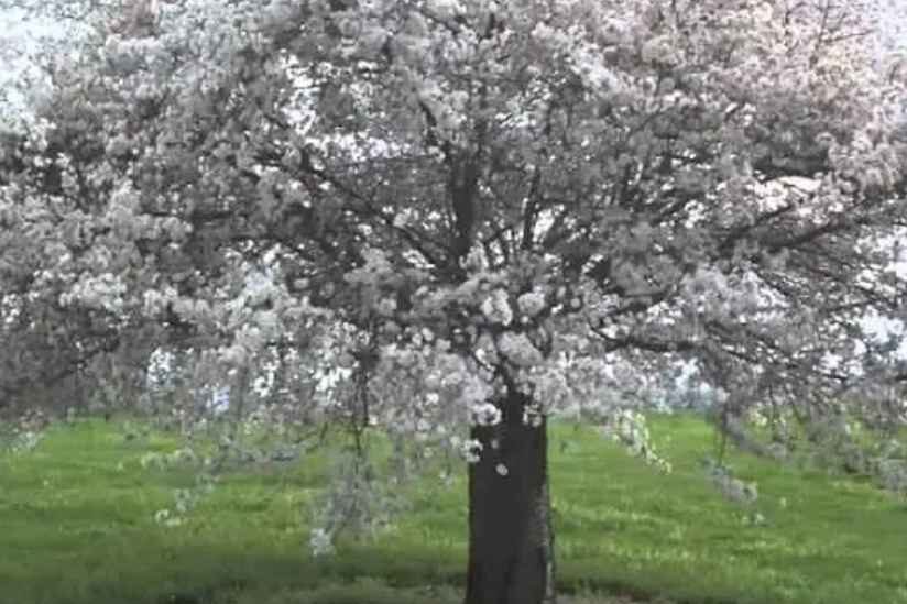 White flowering trees (higan cherry)