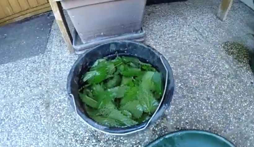  Homemade Tomato Fertilizer from nettle tea