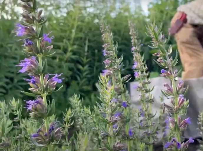 Anise Hyssop