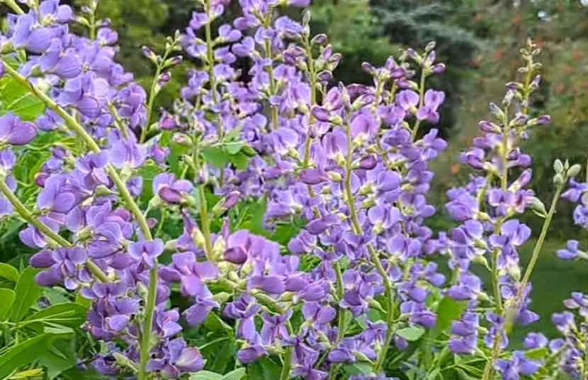 Blue False Indigo