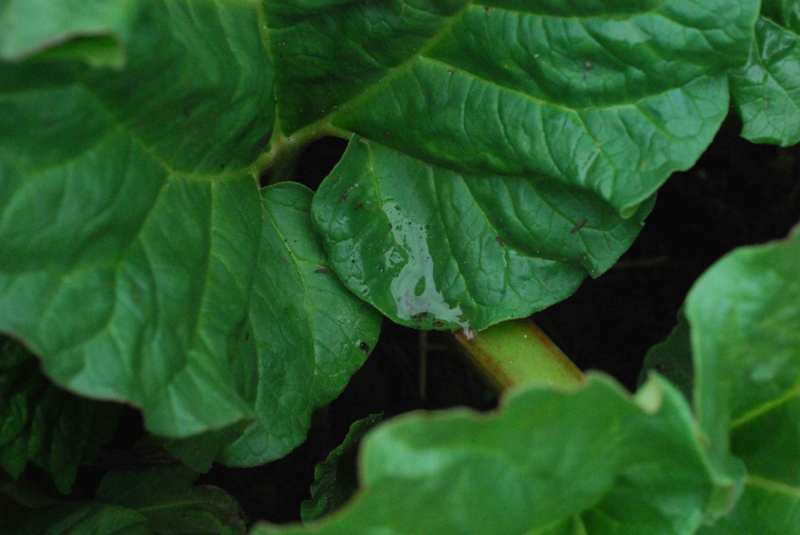 Rhubarb Companion Planting