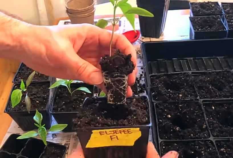 Transplant jalapenos into individual containers