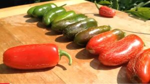 How to grow a jalapeno plant from seed