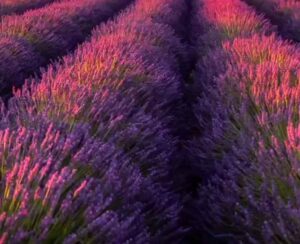 Lavender companion plants