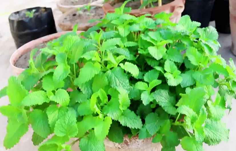 Lemon Balm