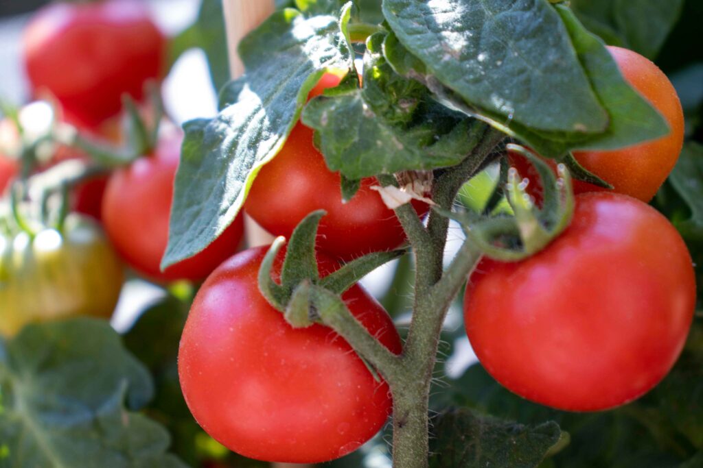 Homemade Tomato Fertilizer for Healthier, Tastier Tomatoes