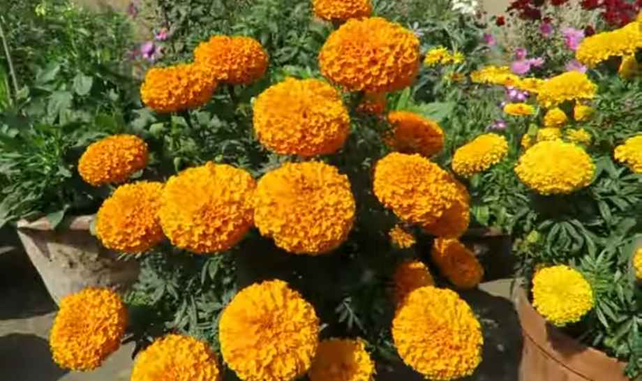 marigold