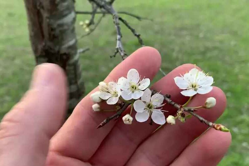 White flowering trees (maxican plum)