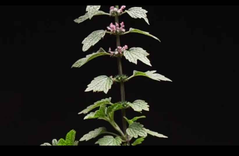 Motherwort