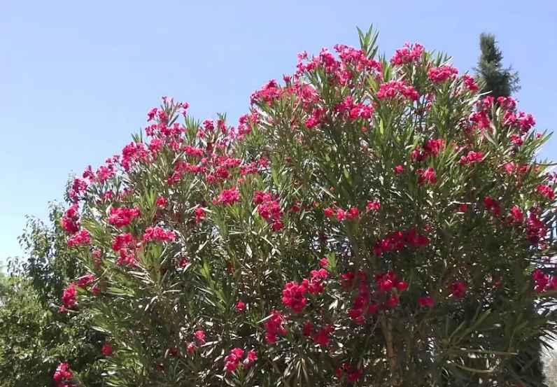 Lavender companion plants (oleander)