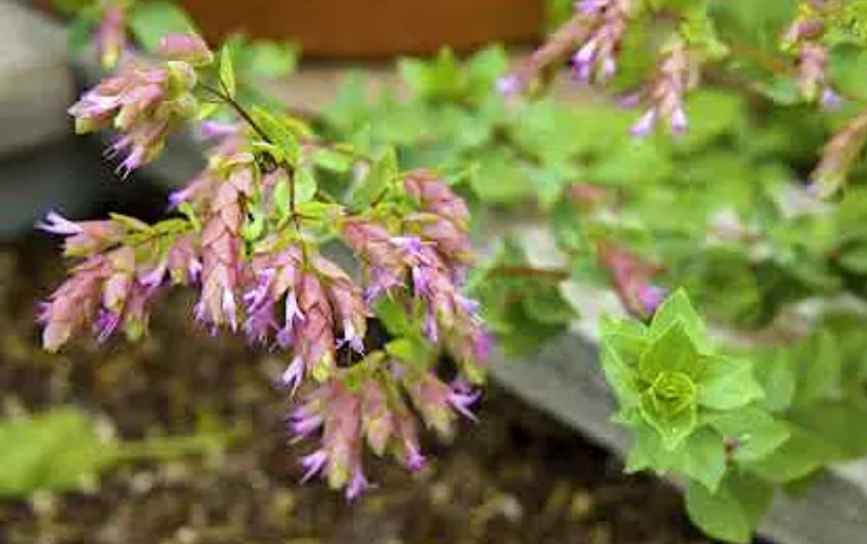 Oregano purple flowers