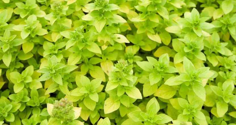 Golden Oregano