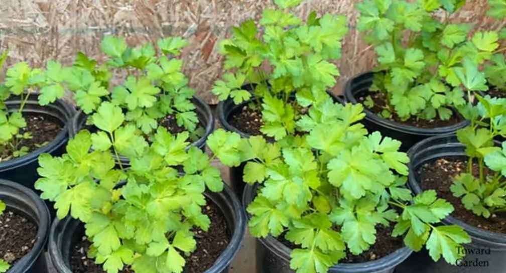 Shade-Loving Herbs9 parsley