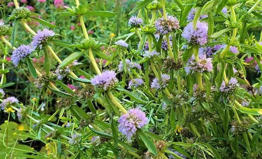 Purple flowering pennyroyal