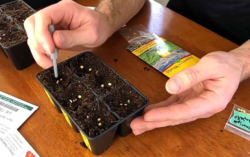 Sowing jalapeno seeds