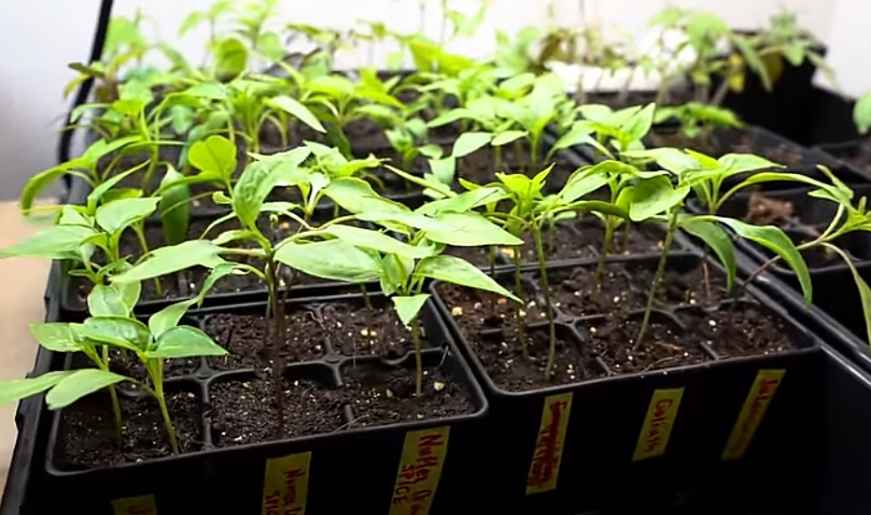 Jalapeno seedlings