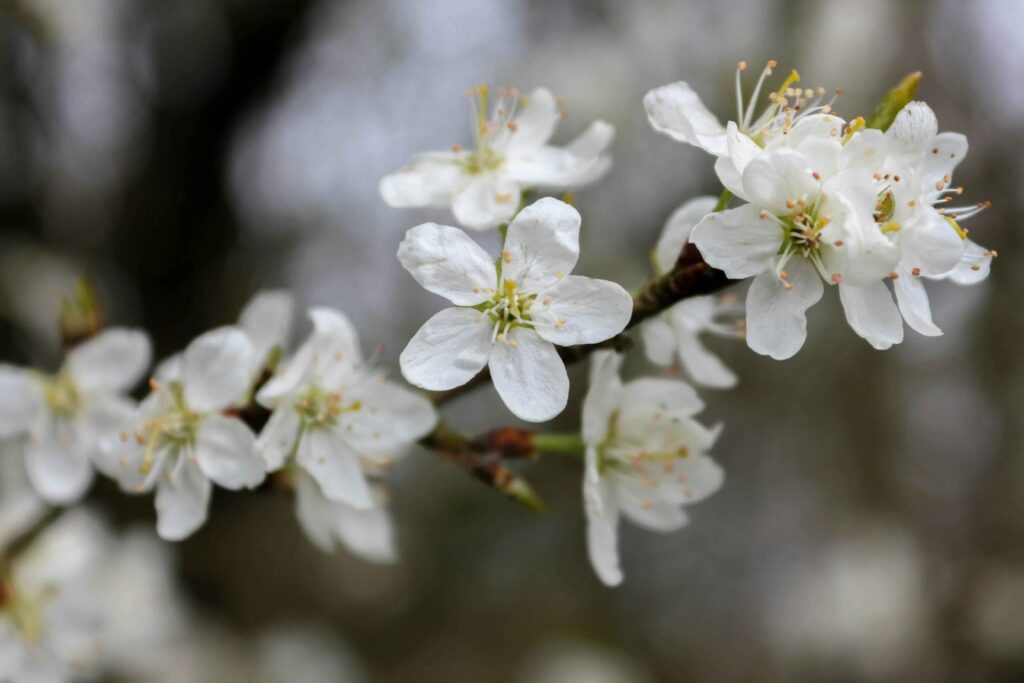 25 Gorgeous White Flowering Trees to Elevate Your Yard