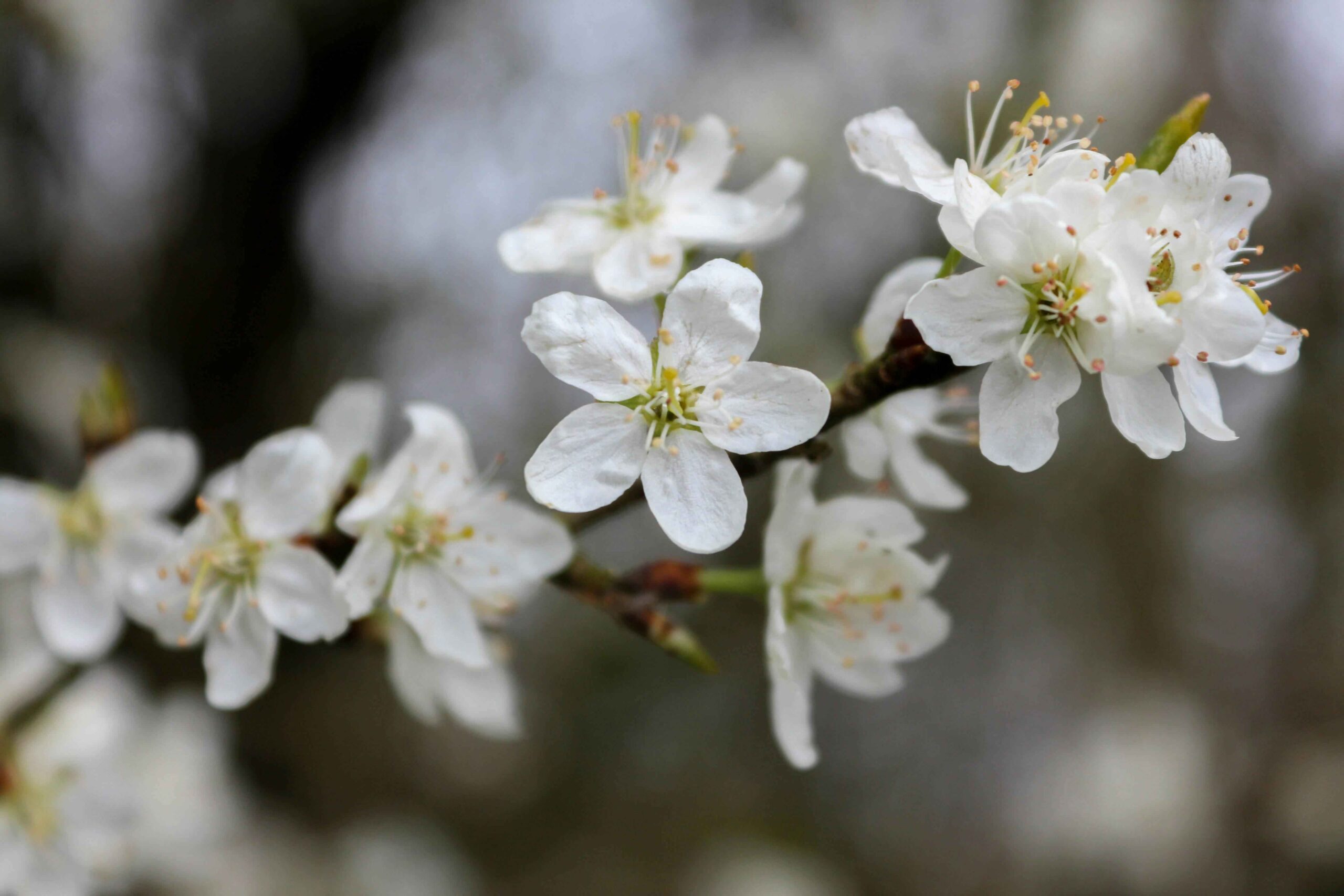 White flowering trees