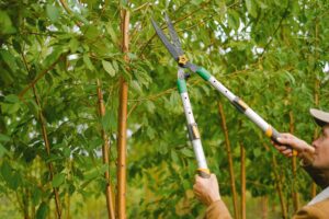 How to Prune Fruit Trees