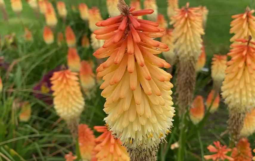 Lavender companion plants (redhot poker)