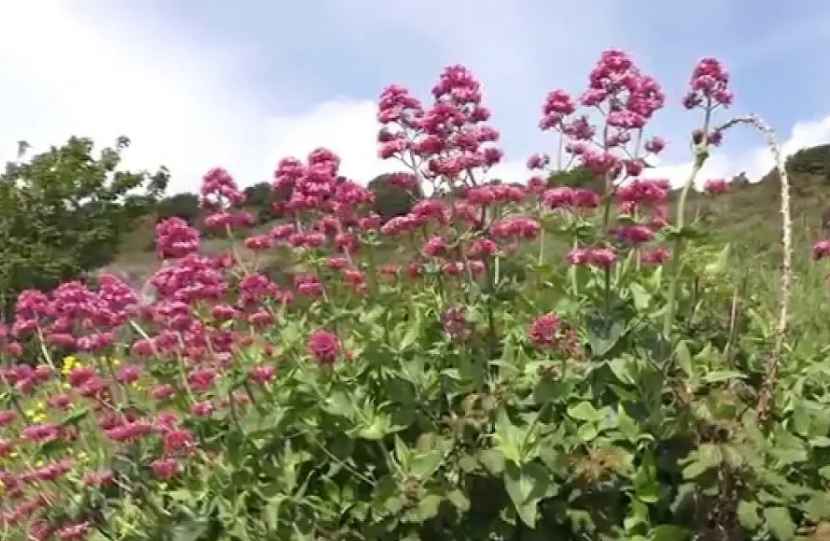  Lavender companion plants (red velarian)