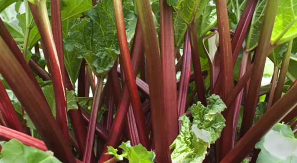 Rhubarb roots