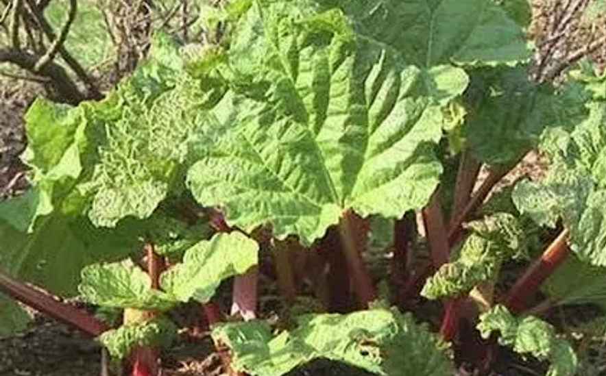 companion plants for Rhubarb