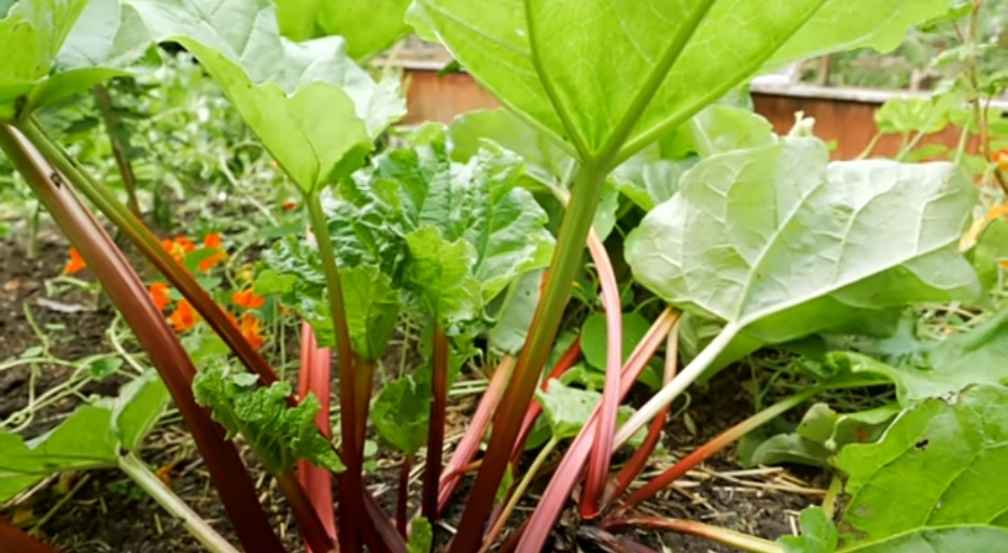 Growing Rhubarb 