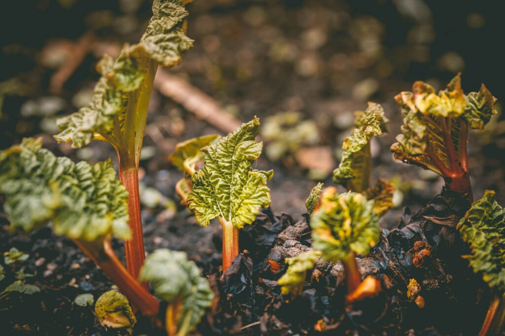 Rhubarb Companion Planting